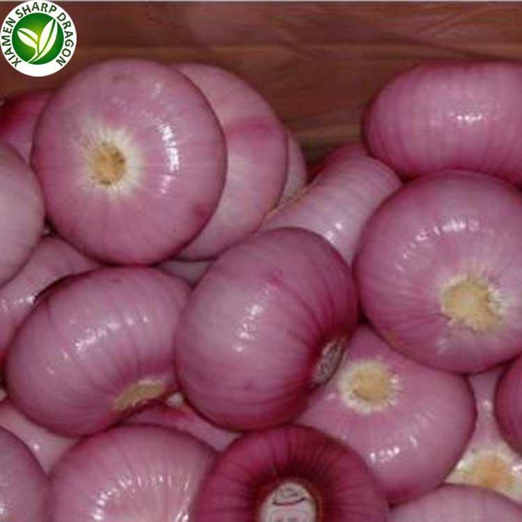 XMSD bulk fresh onions for wholesale and foodservice buyers XMSD bulk fresh onions for wholesale and foodservice buyers