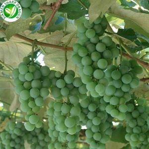 Зелено грозде в продажба тази седмица