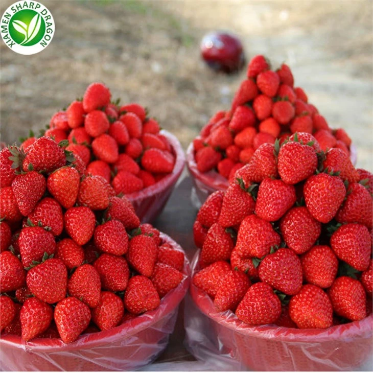 Freeze Dried Strawberry